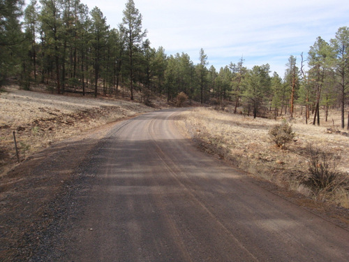 The terrain has changed to a woodland pine forest.